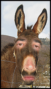 burro31ww
